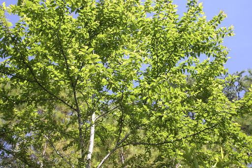 Cây Cáng lò. Betula alnoides Buch-Ham - Cây Thuốc Nam Quanh Ta